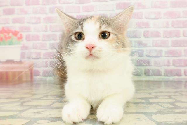 ノルウェージャン・フォレストキャット