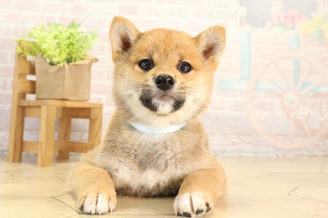 柴犬