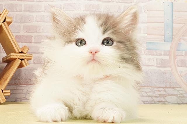 ノルウェージャン・フォレストキャット