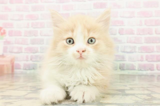 サイベリアン