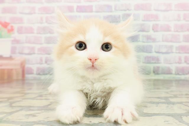 ノルウェージャン・フォレストキャット