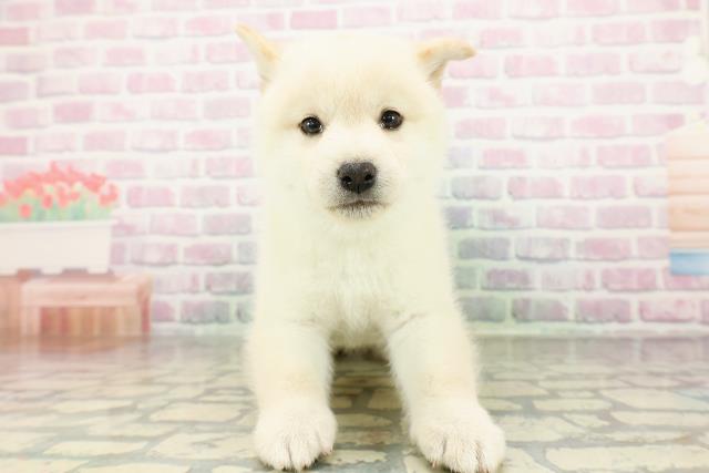 柴犬