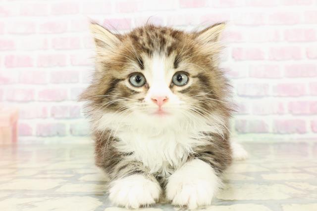 ノルウェージャン・フォレストキャット