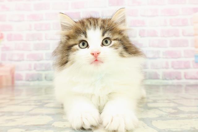 ノルウェージャン・フォレストキャット