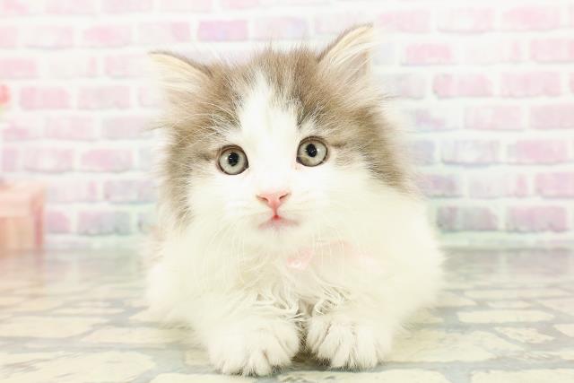 ノルウェージャン・フォレストキャット