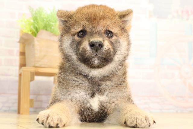 柴犬