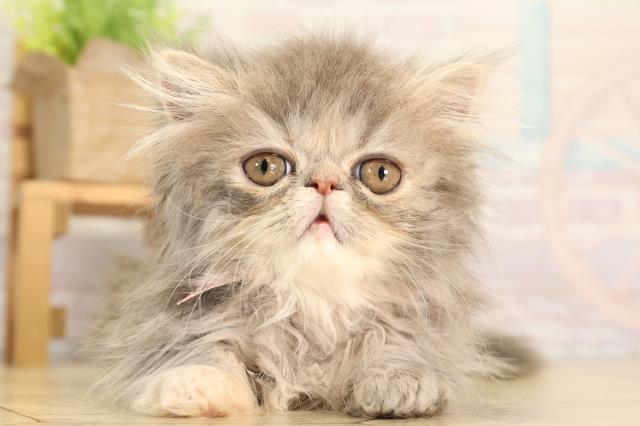 エキゾチック