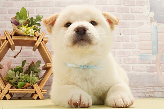 柴犬