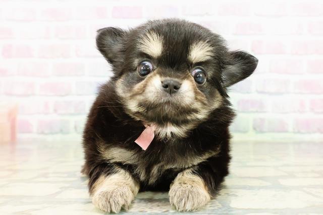 チワワ(ロングコート)