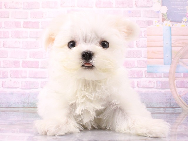 マルチーズ