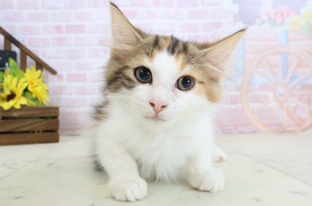 ノルウェージャン・フォレストキャット