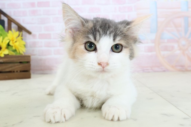 ノルウェージャン・フォレストキャット