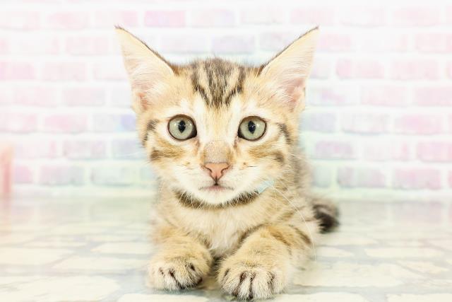 ジェネッタ