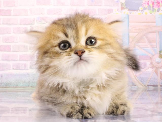 マンチカン