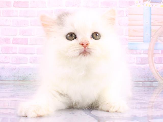 ブリティッシュロングヘアー