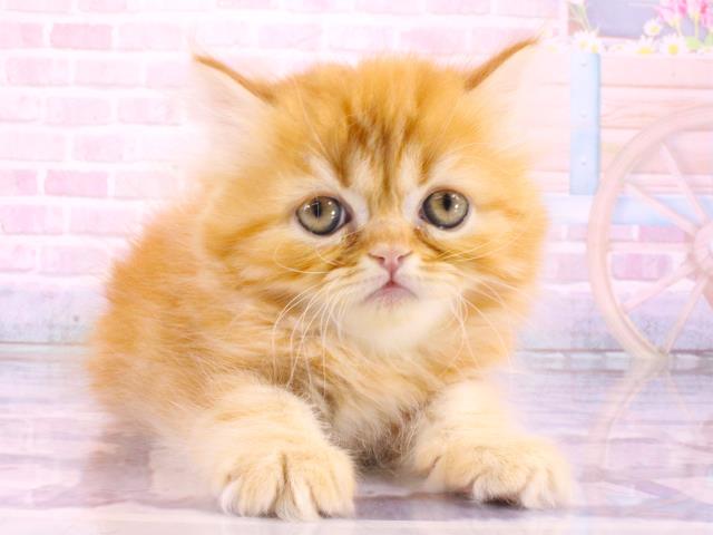 エキゾチック・ロングヘアー