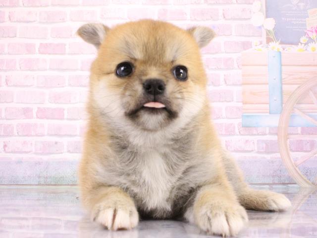 MIX(ハーフ)