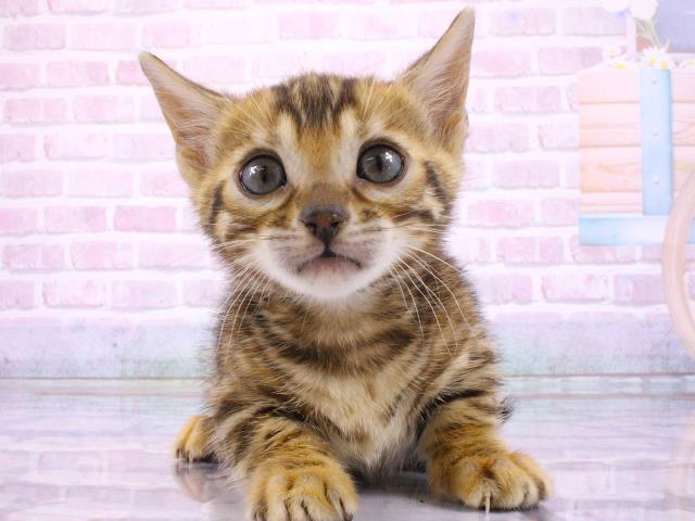 ジェネッタ
