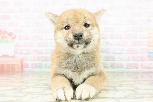 柴犬
