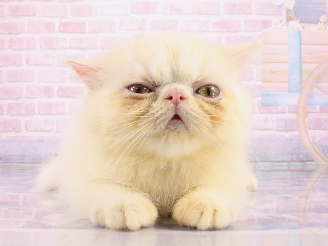 エキゾチック