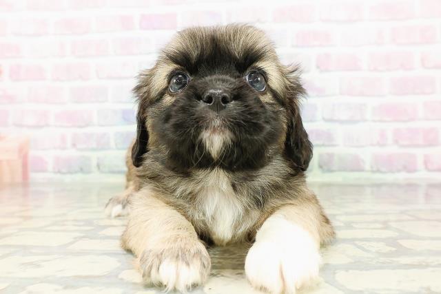 MIX(ハーフ)