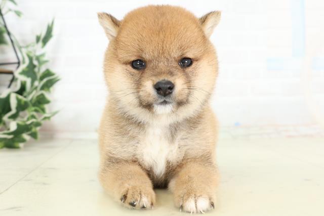 豆柴