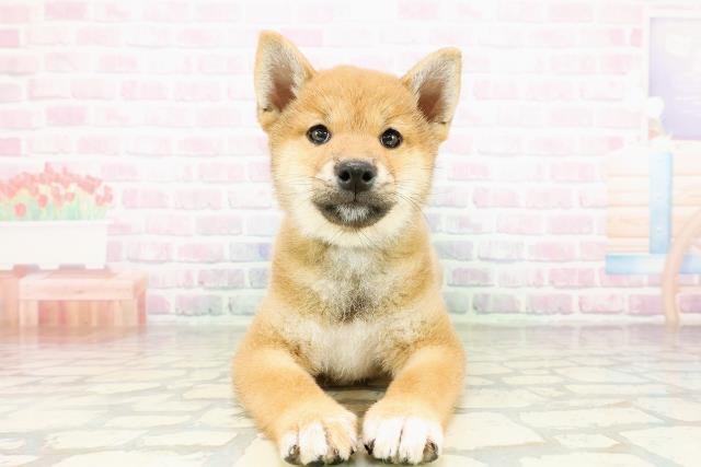 柴犬
