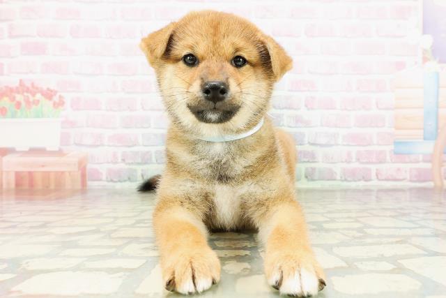 柴犬