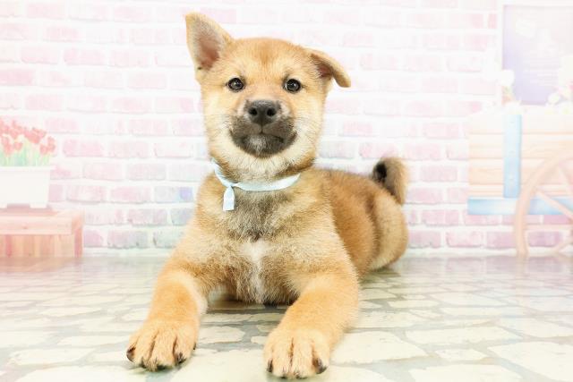 柴犬