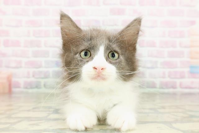 ノルウェージャン・フォレストキャット