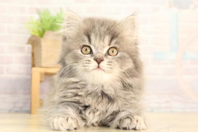 スコティッシュストレート