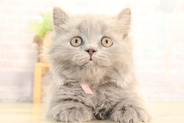 ブリティッシュロングヘアー