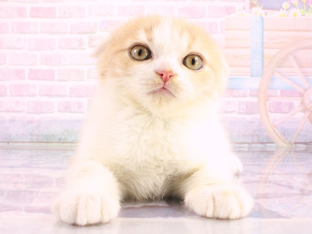 スコティッシュフォールド