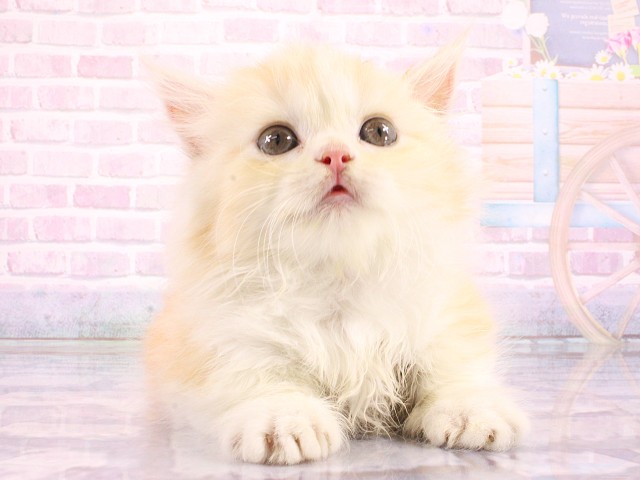 マンチカン