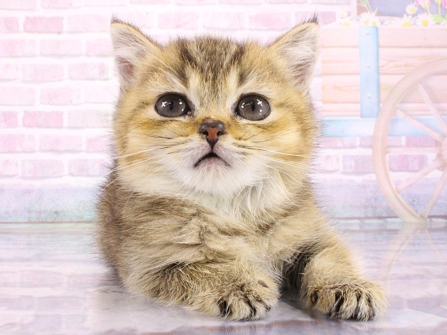 ブリティッシュショートヘアー
