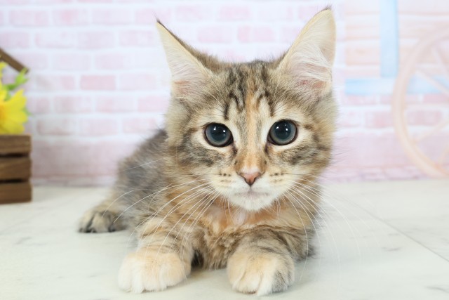 ノルウェージャン・フォレストキャット