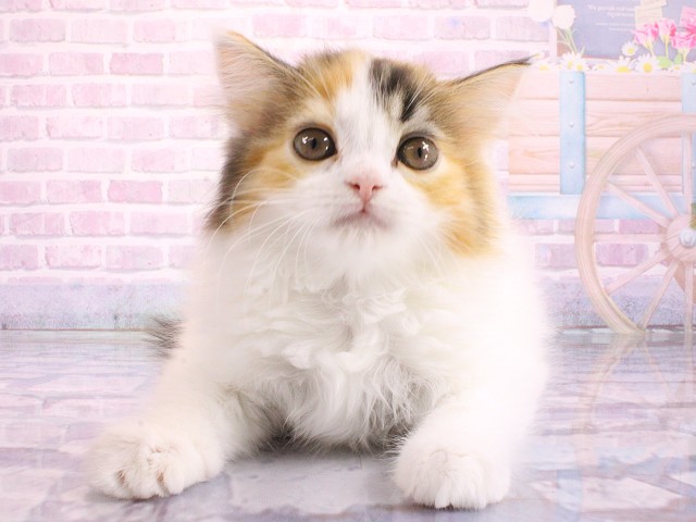スコティッシュストレート