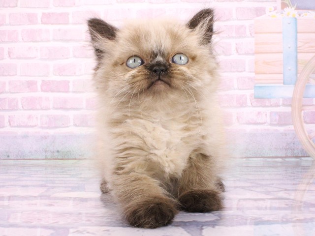 ヒマラヤン