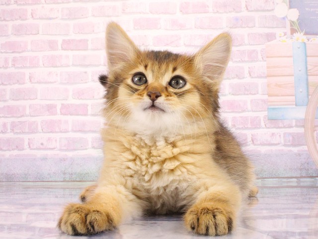 ソマリ