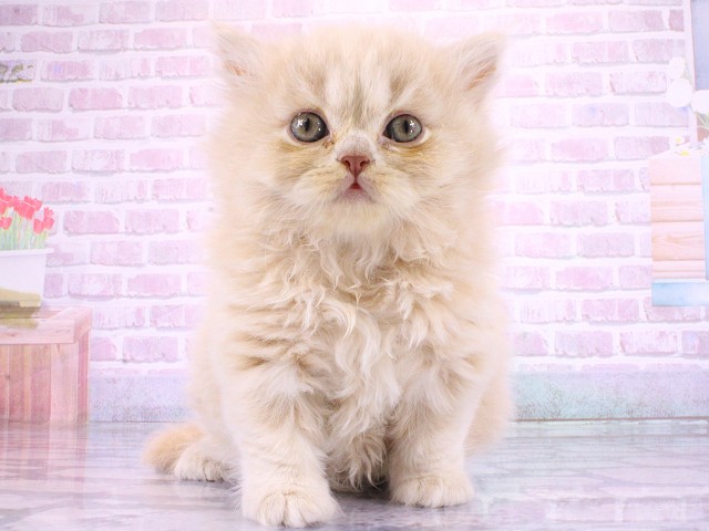 ブリティッシュロングヘアー
