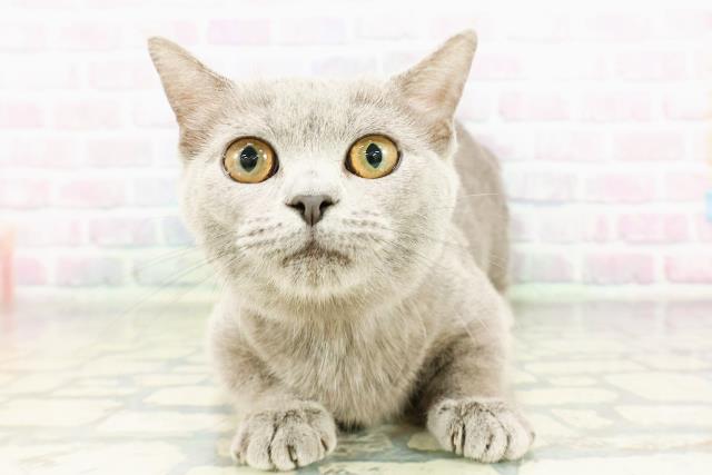 マンチカン