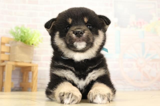 柴犬