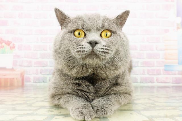 ブリティッシュショートヘアー