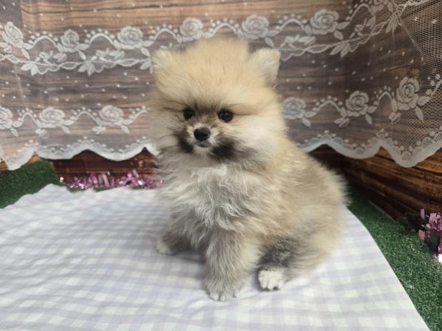 ポメラニアン