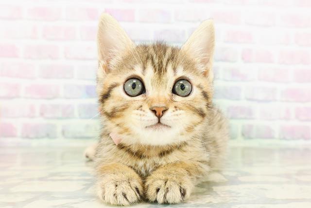 ジェネッタ