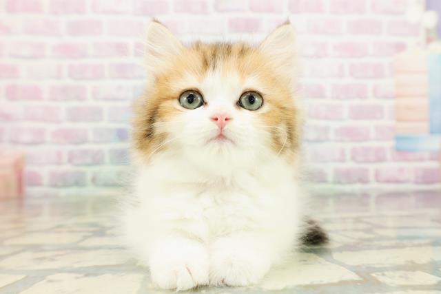 ミヌエット(長足)