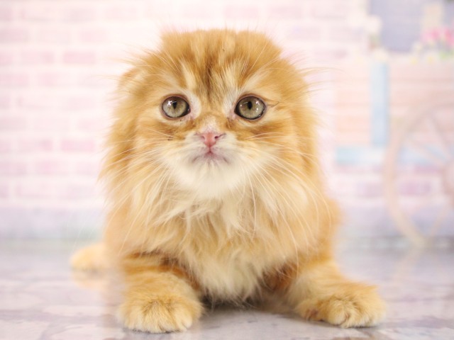 スコティッシュフォールド