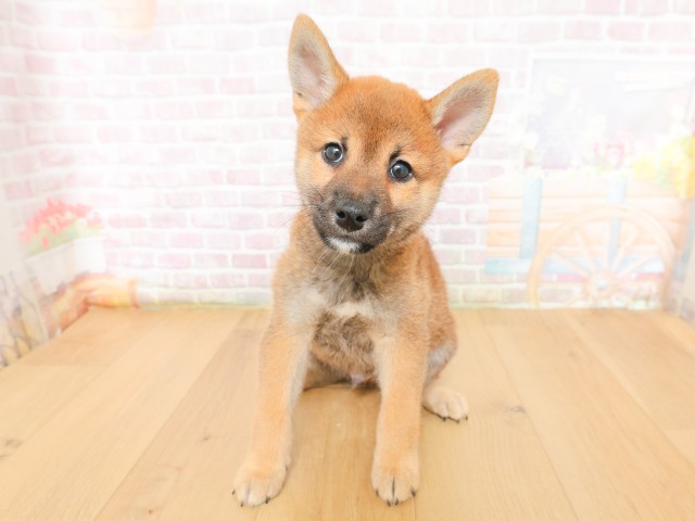 柴犬