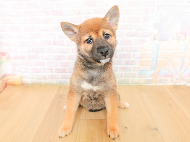 柴犬