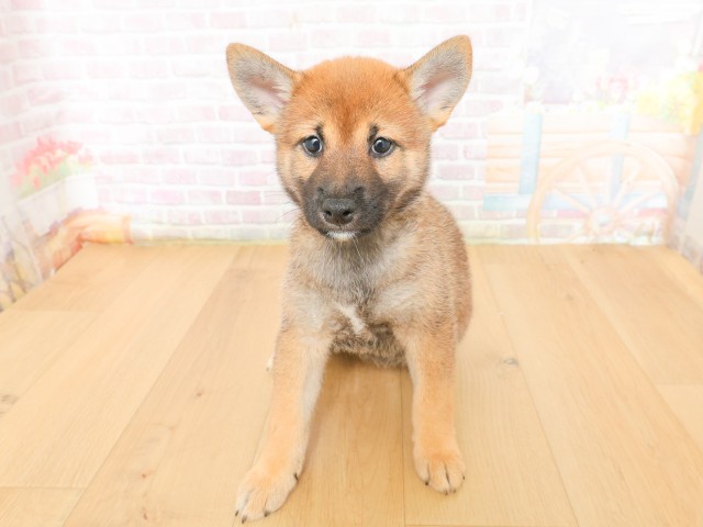 柴犬